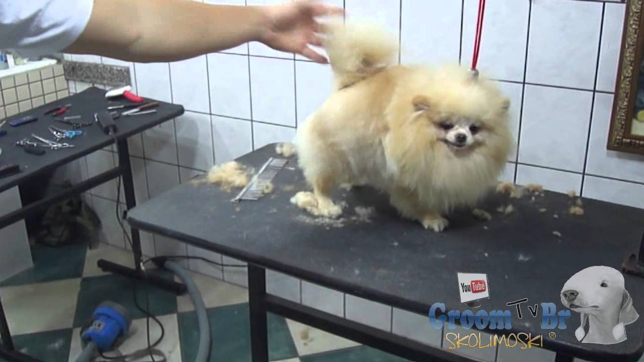 Groom Tv Br - Spitz alemão anão  