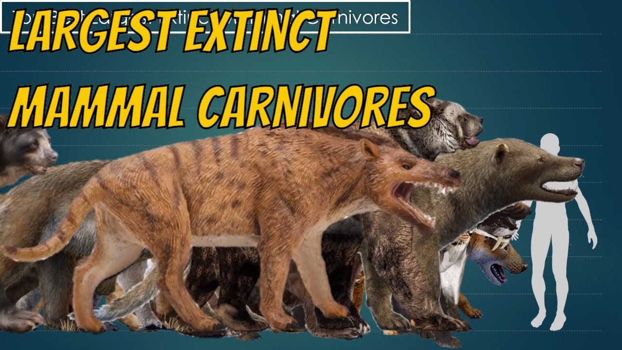 Top Largest Extinct Mammal Carnivores Size Comparison