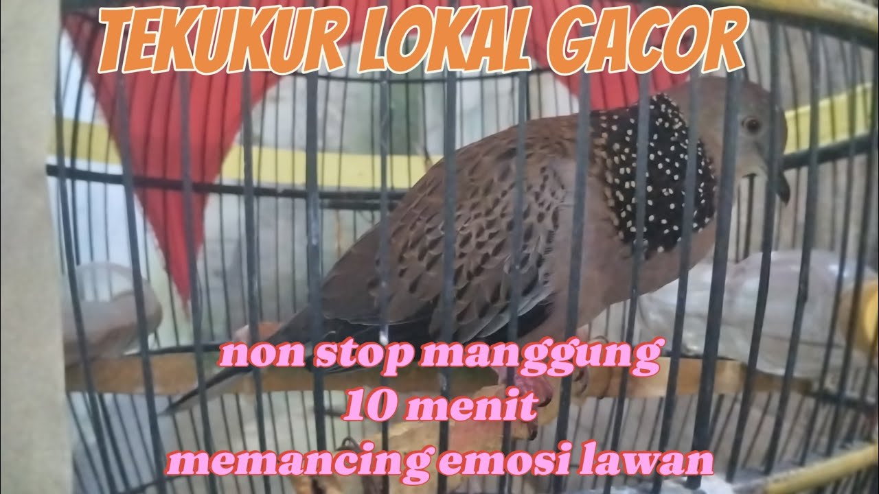 Ampuh untuk mancing lawan, cocok untuk terapi burung derkuku yang jarang bunyi dan susah bunyi