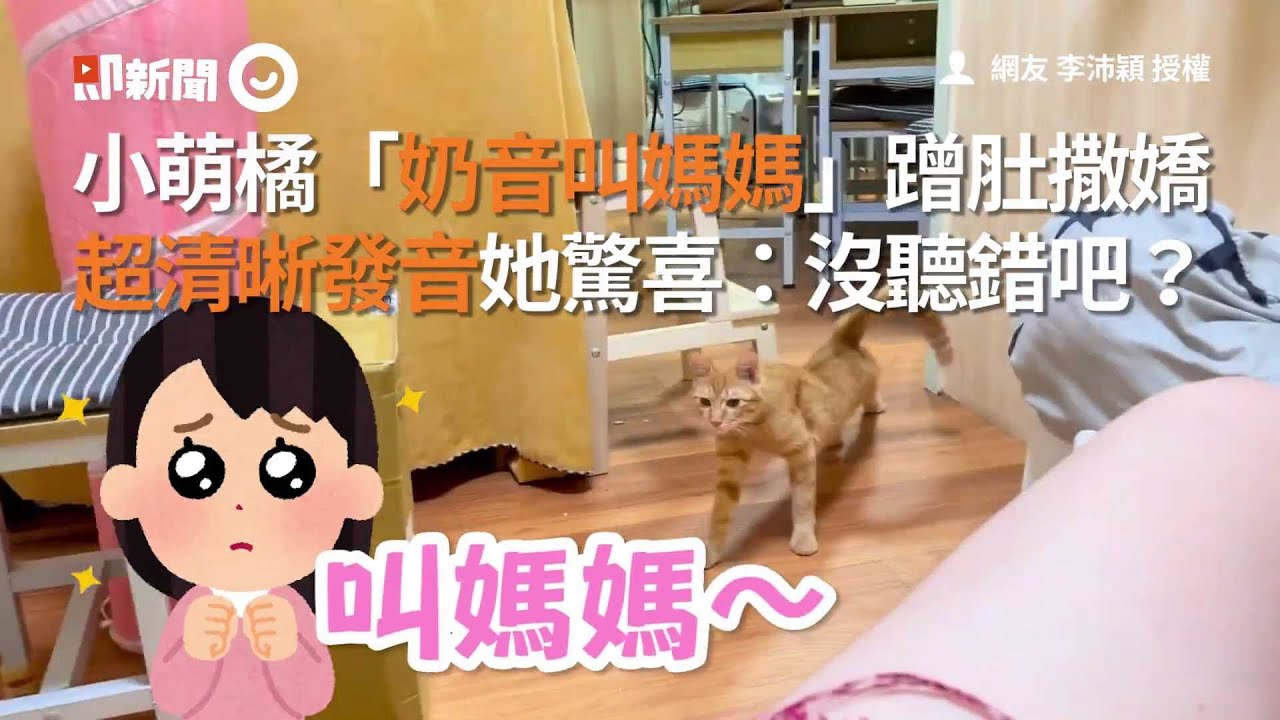 小萌橘「奶音叫媽媽」蹭肚撒嬌 超清晰發音她驚喜：沒聽錯吧？│寵物│貓咪｜猫｜ねこ│Pet│Cat│Kitten