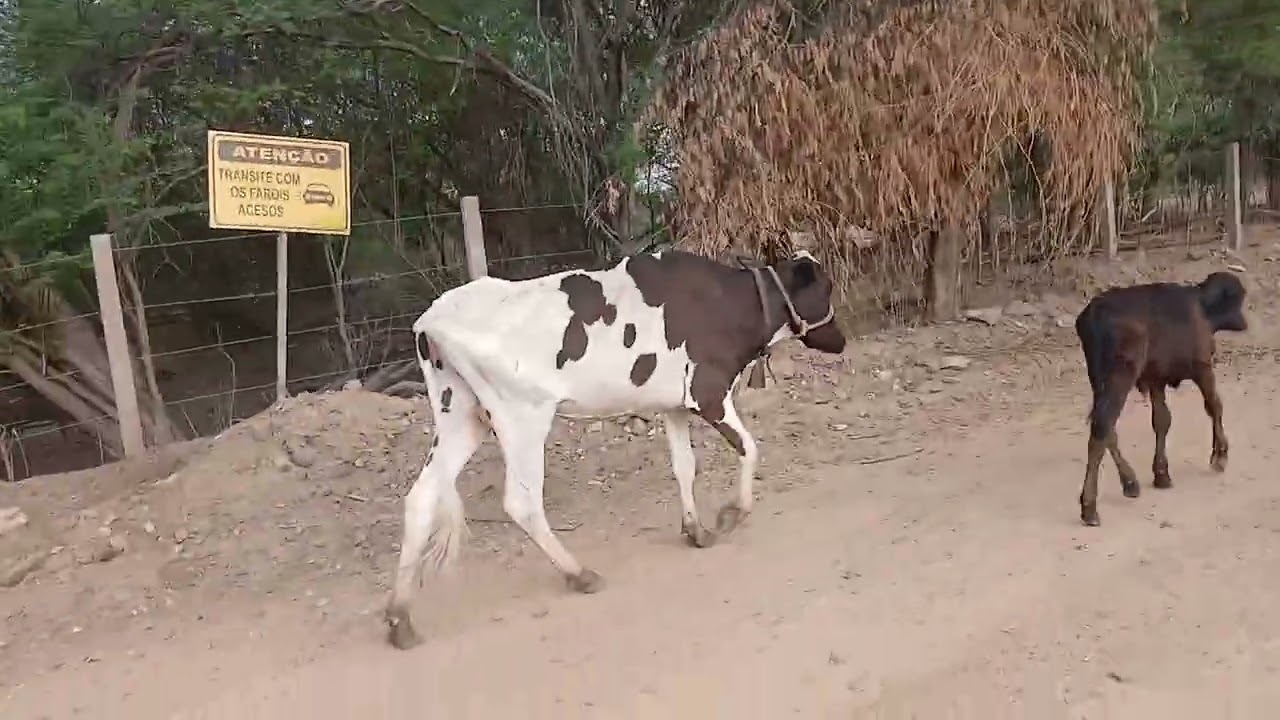 Achei as duas fujonas