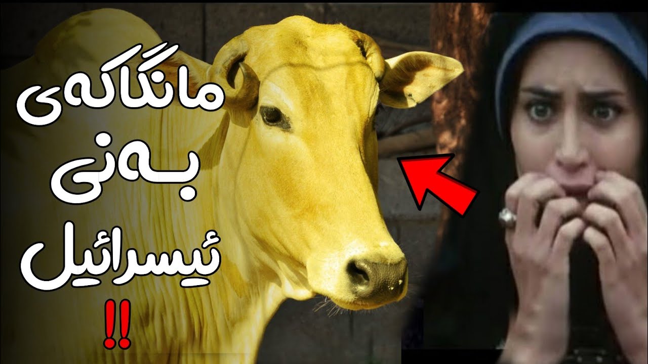 چیرۆکی سورەتی بەقەرە کەموسوڵمانان پشتگوێی دەخەن و هەموو یەهودیەک دەیزانێت ..!!