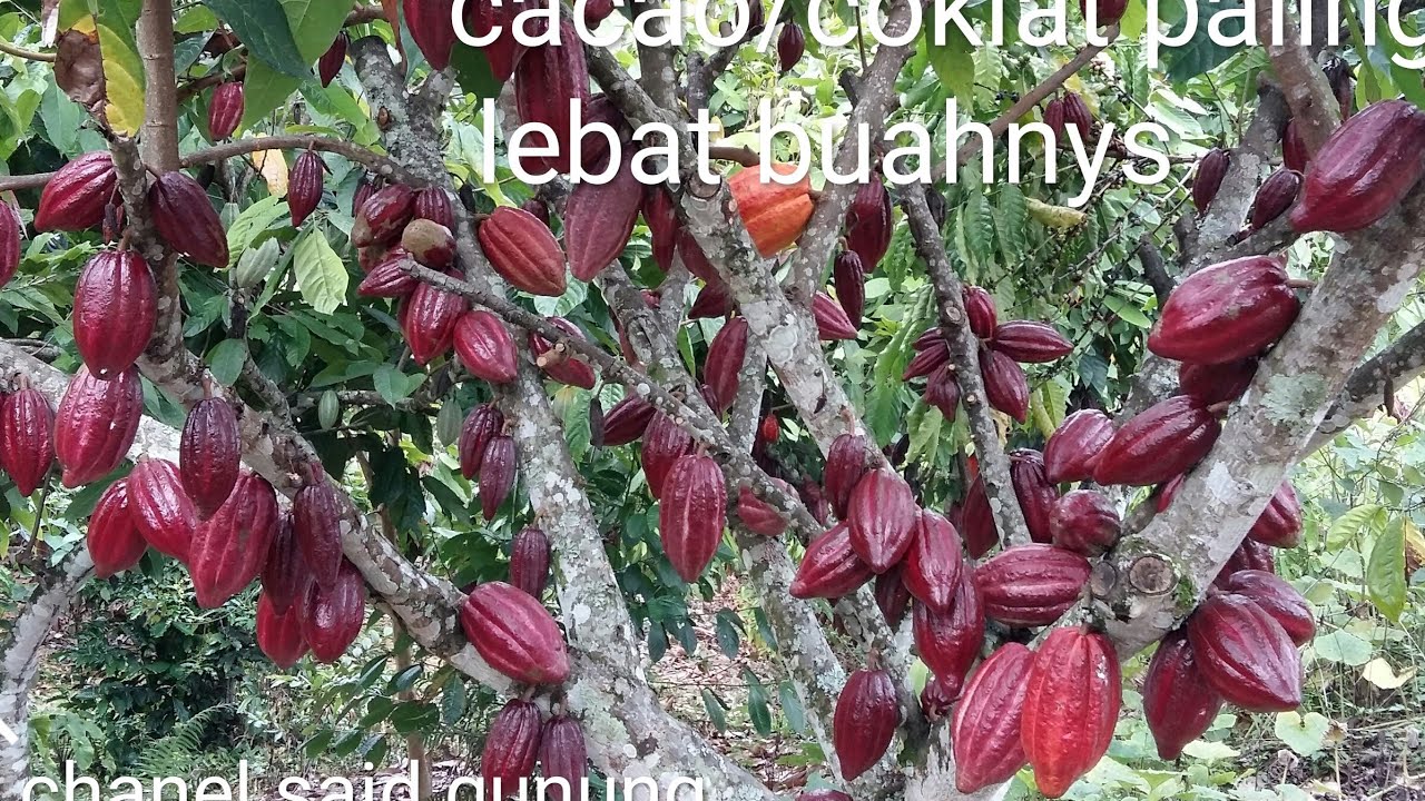 buah cacao/coklat paling lebat tampa pupuk.di kebun sy