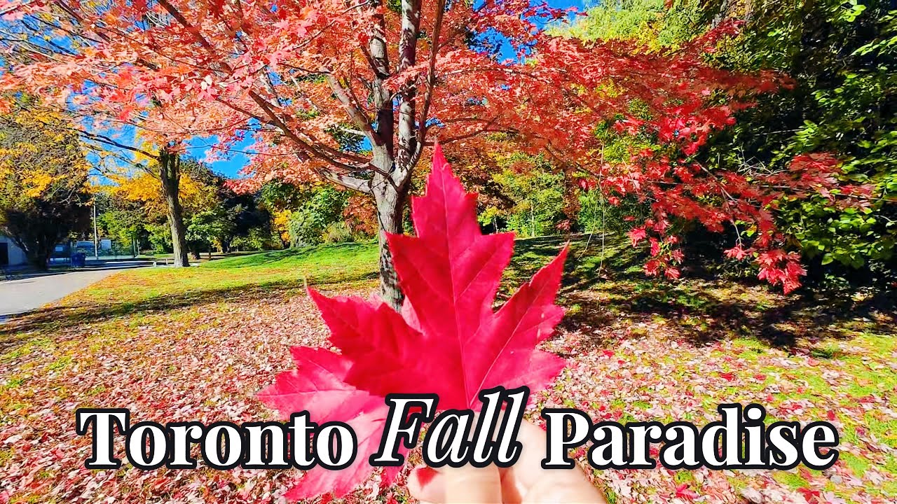 🍁 Fall Walk in Toronto | Peaceful Streets and Autumn Colors (26 Oct 2025) 🍂