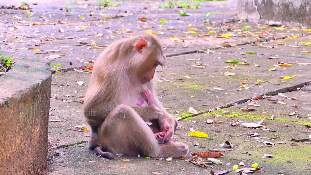 Oh no&hellip; Baby monkey looks heartbroken as Sarika gently sets her down.