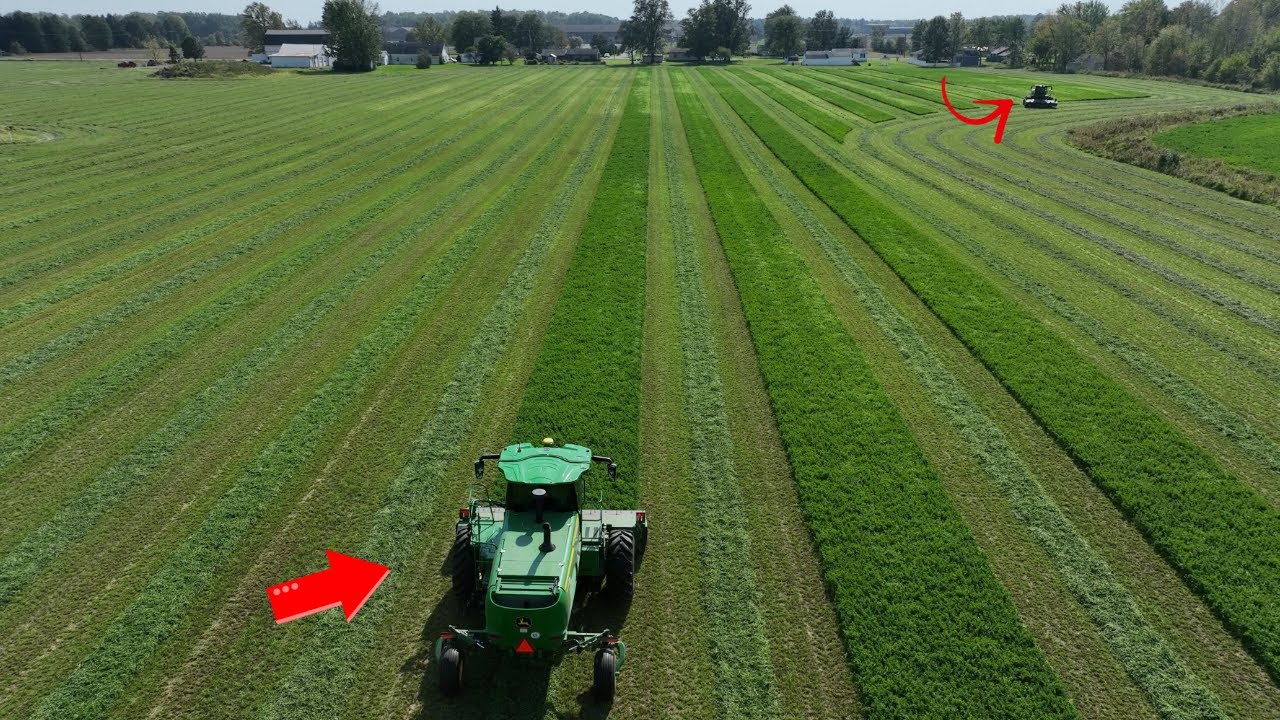 Mowing Hay Starts the Mayhem