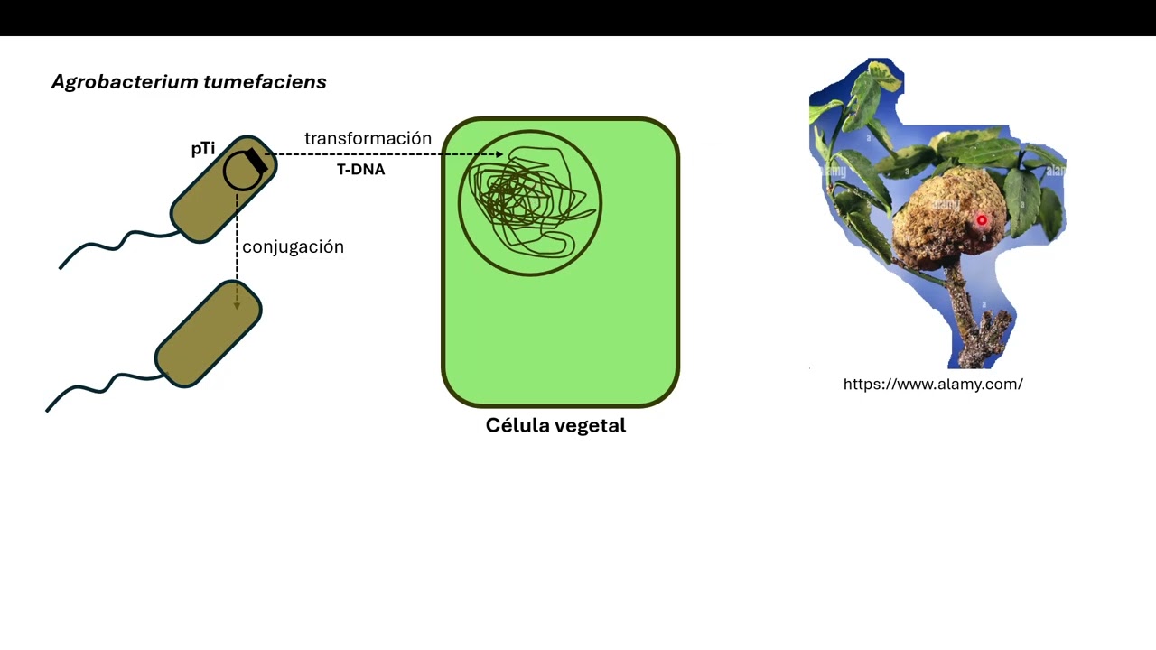 Quorum sensing - Parte 3