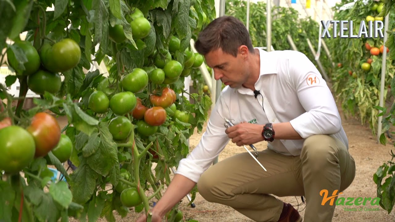 Xtelair|| Precocidad, tamaño y producción son los pilares de este tomate de Hazera España