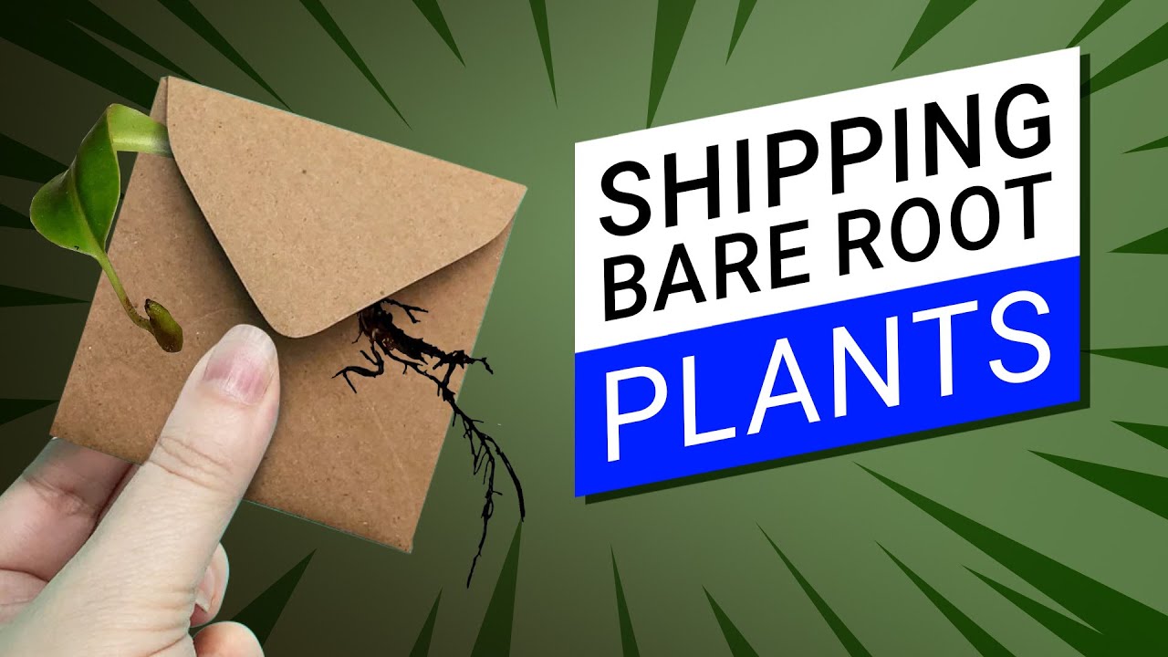 ✉️  How to ship bare root carnivorous plants? 📬 (What do I do when I sell a Nepenthes?)
