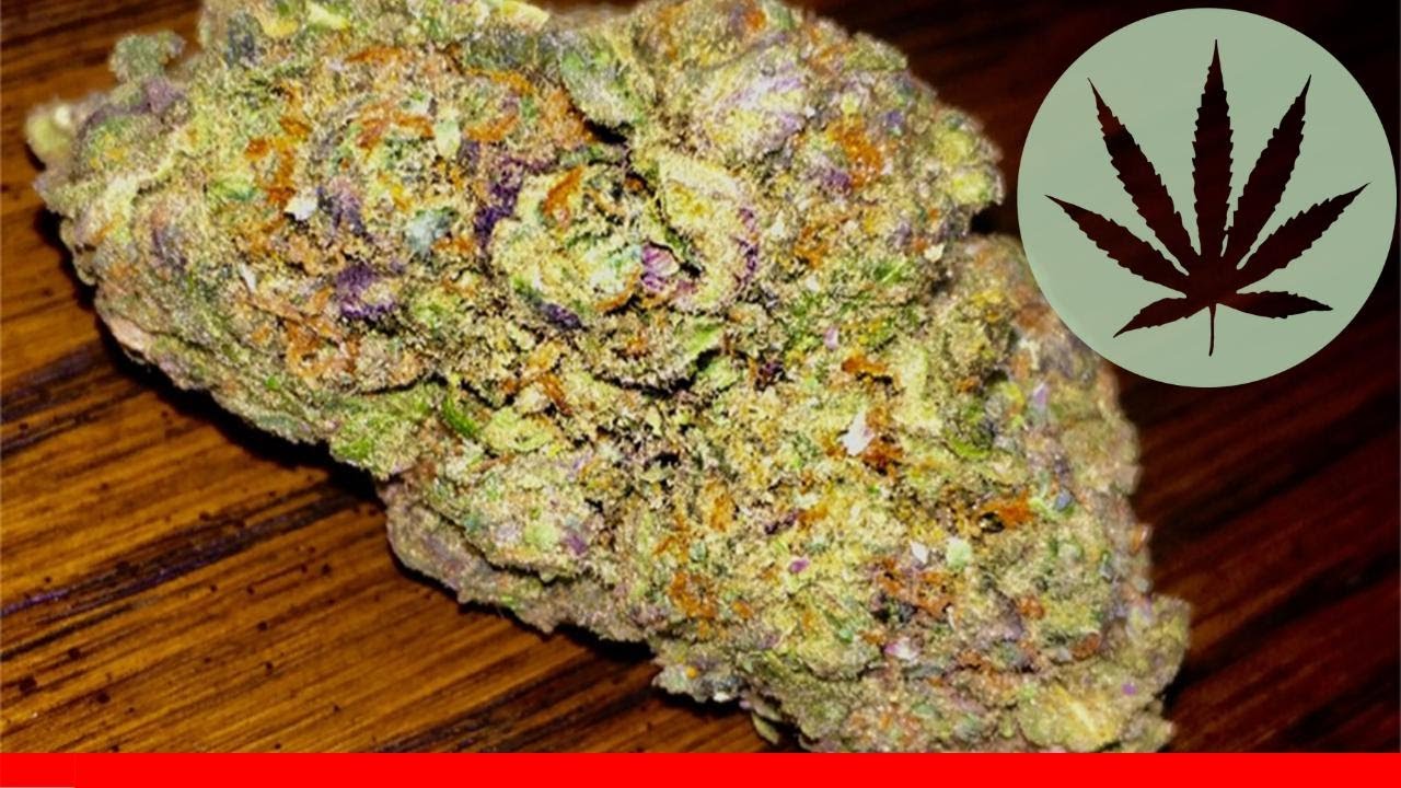 Burmese Kush - All About This Strain