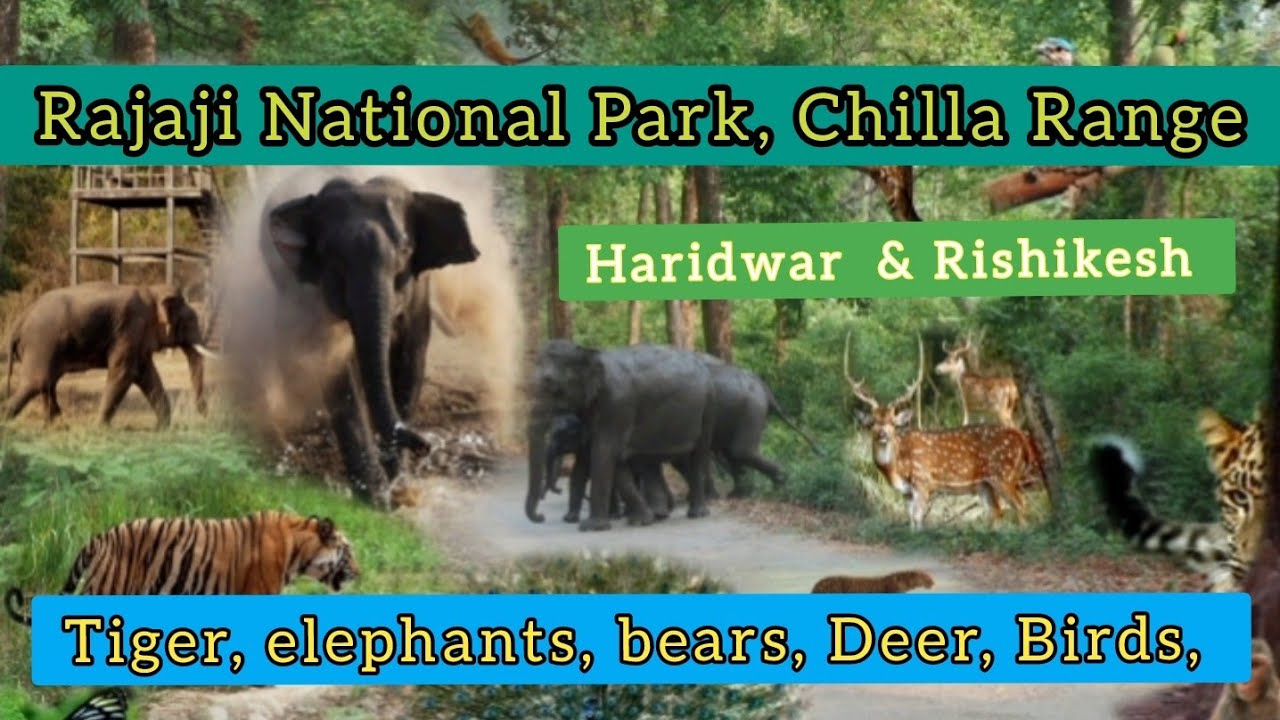 Rajaji National Park | Chilla Gate | Chilla Range  | Chilla Safari Zone  | Chilla Safari | Chilla