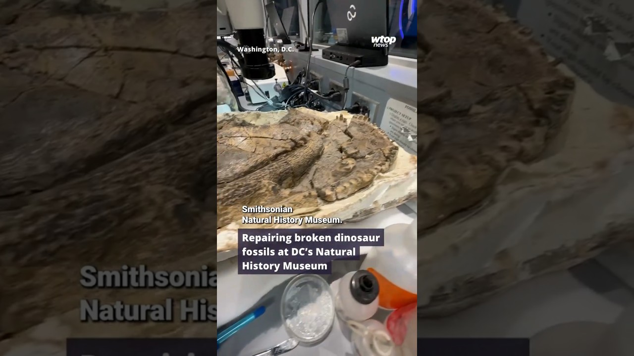 Repairing broken dinosaur fossils at DC's Natural History Museum