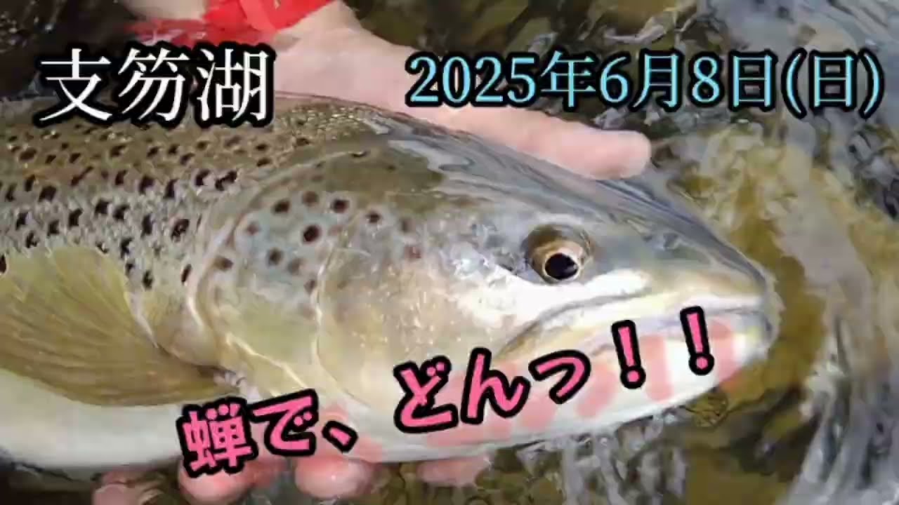 2025年6月8日　蝉と支笏湖