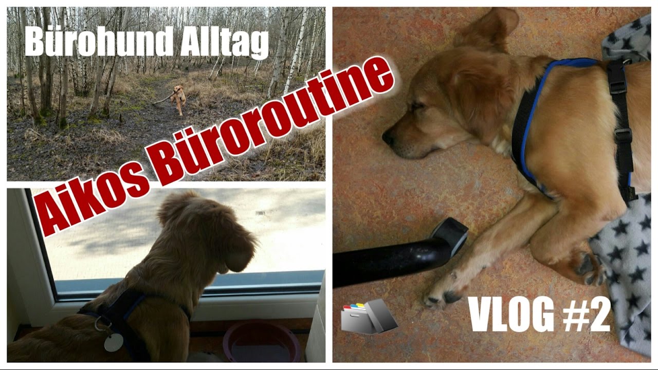 VLOG#2 / Beruf und Hund / Büroroutine