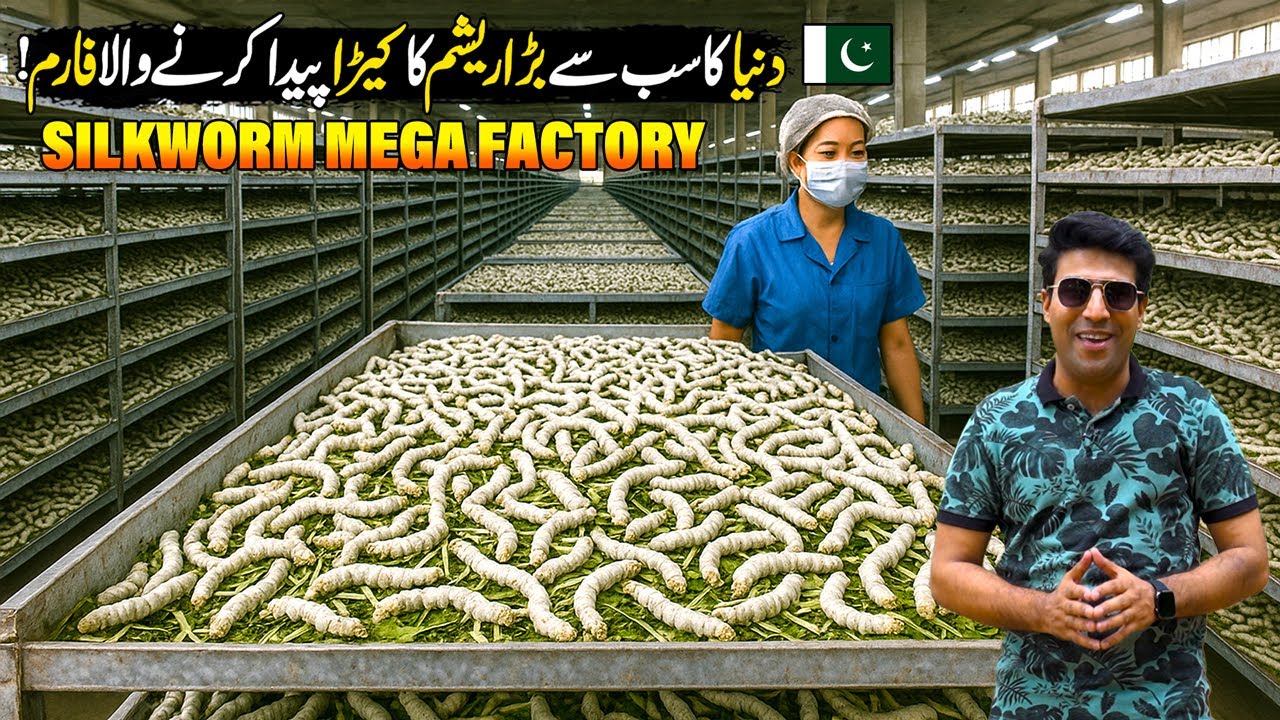 SilkWorm Farm | Largest Silk Cocoon Harvest Processing Farm | Made In Pakistan