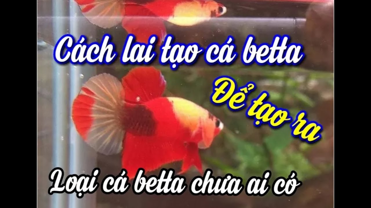 Hitclub | cách lai tạo cá Betta để tạo ra dòng cá mới chưa ai có