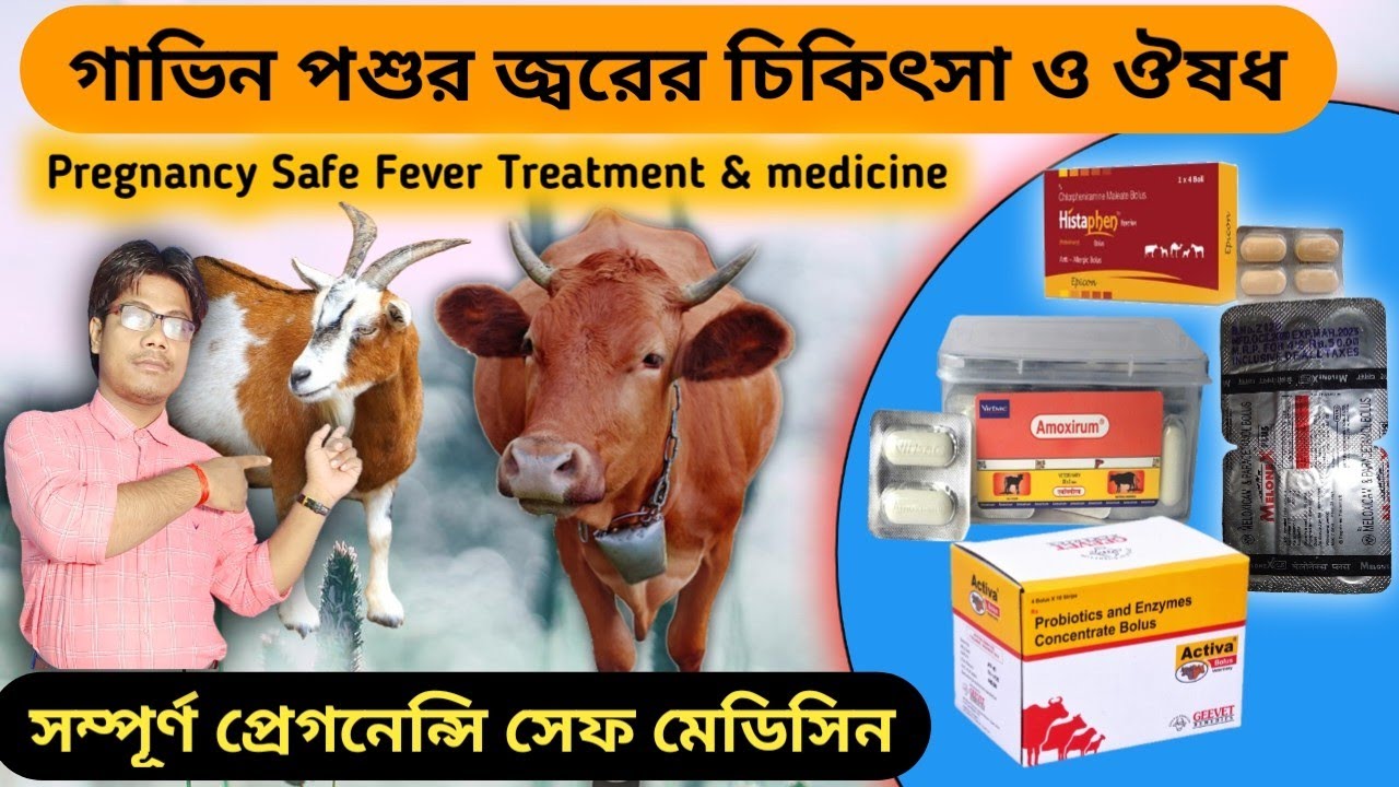 Treatment of pregnancy-safe fever in goats and cows || Veterinary treatment & medicine knowledge