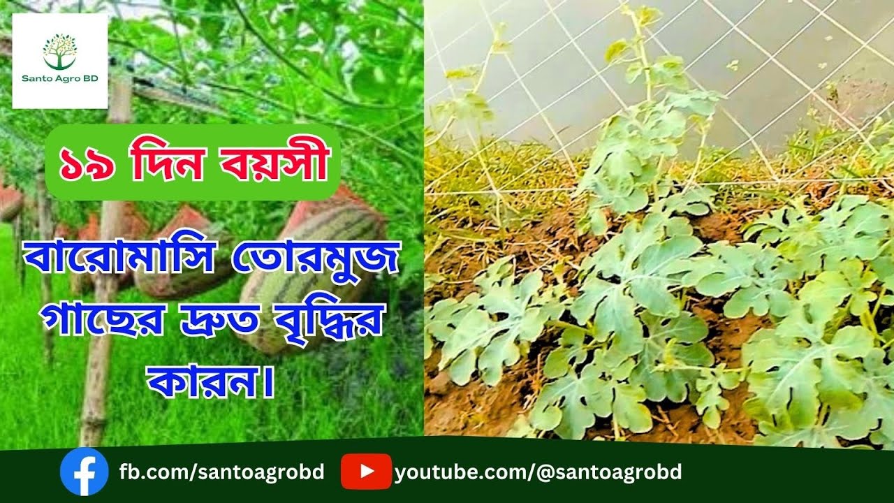 অফ সিজনে বারোমাসি তরমুজ চাষ পদ্ধতি | বর্ষাকালীন তরমুজ চাষ পদ্ধতি | Watermelon Cultivation