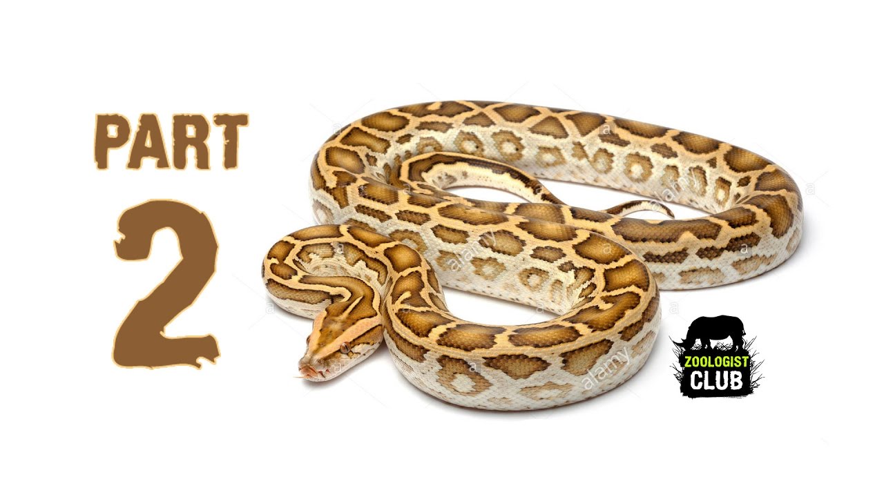 الاصلة البورمية Burmese Python 2