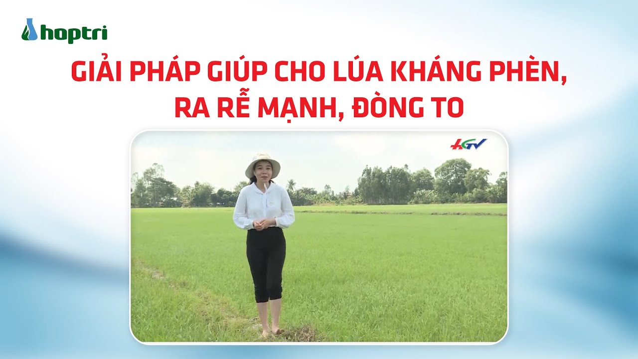 Giải pháp giúp cho lúa kháng phèn, ra rễ mạnh, đòng to