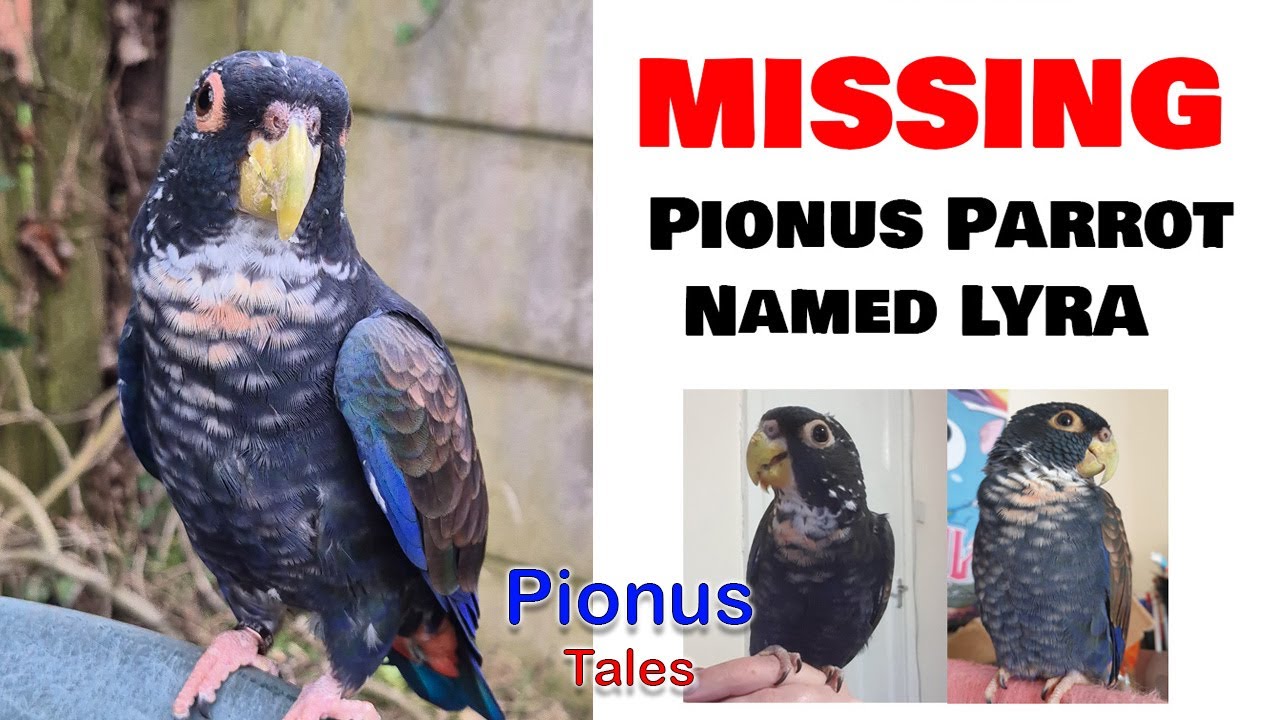 The Video I Never Wanted to Make - Lyra is Missing.