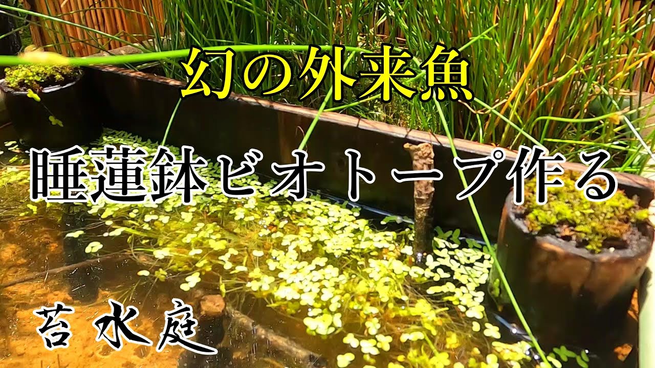 睡蓮鉢で作る幻の外来魚ビオトープ【ニッポンバラタナゴの繁殖も】
