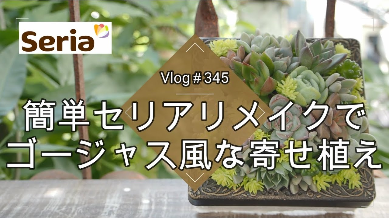 【Vlog345】【多肉植物】簡単セリアリメイクでゴージャス風な寄せ植え【葉挿し】【100均DIY】