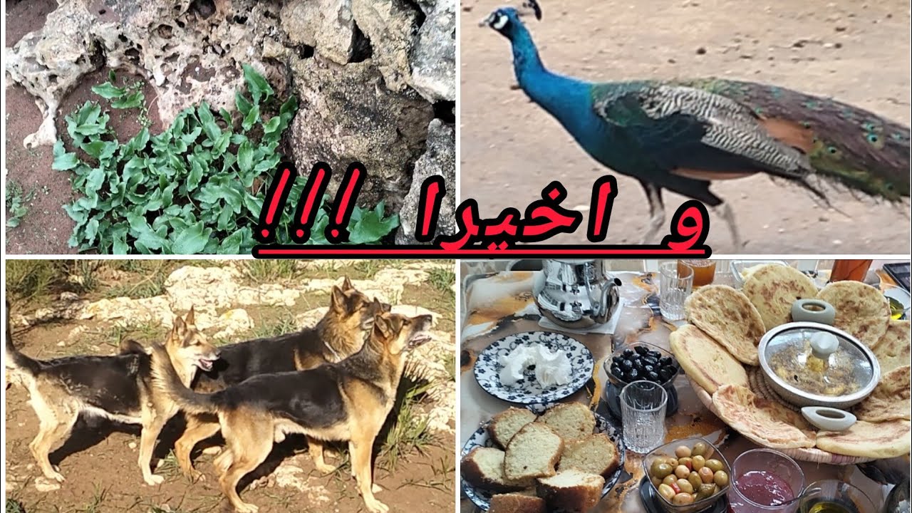 هاد شي لي بغات النفسية 😌 الحمد لله 👍 تفرجو و ردو عليا الخبار 🥰