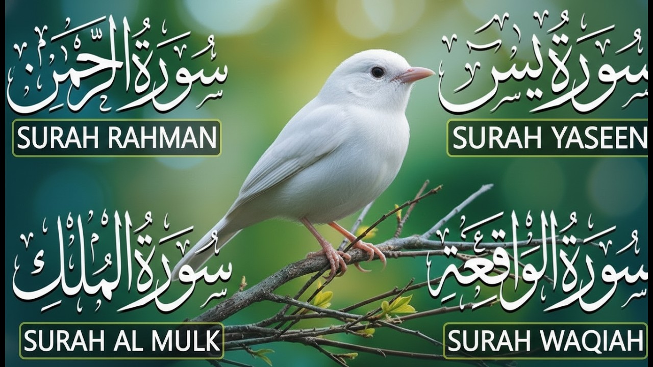 Beautiful Surah Yaseen (Yasin) | Surah Rahman | Surah Waqiah | Surah Mulk