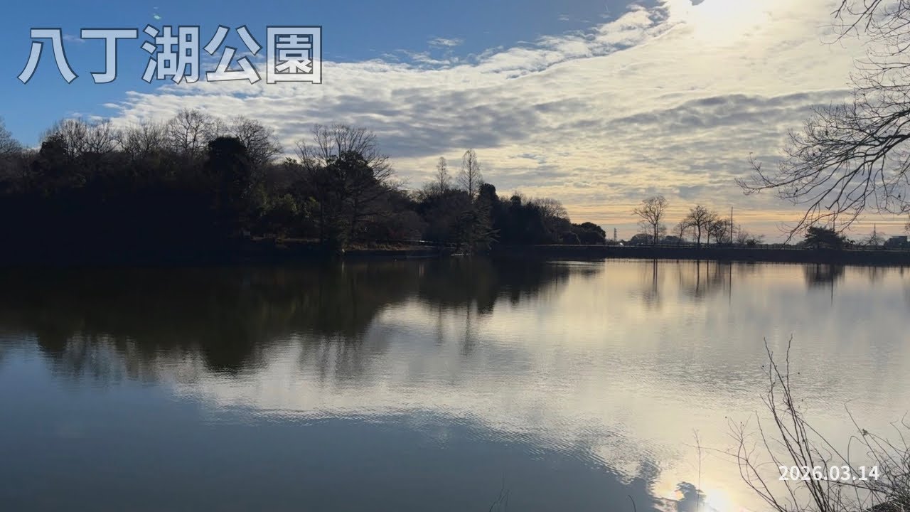 【環境音のみ】早朝散歩｜埼玉県比企郡吉見町 八丁湖公園｜2026.03.14