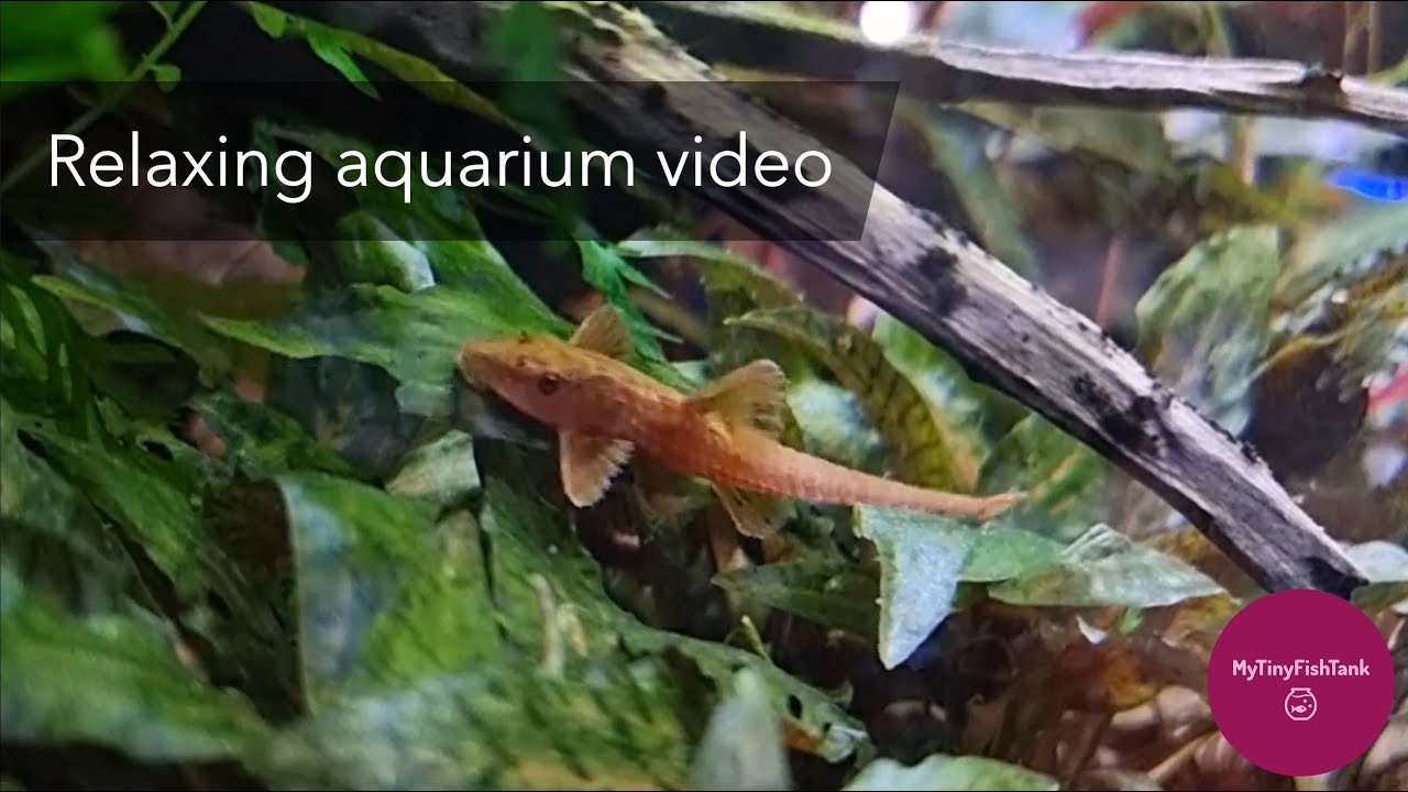 Relaxing aquarium video -Natural aquascape
