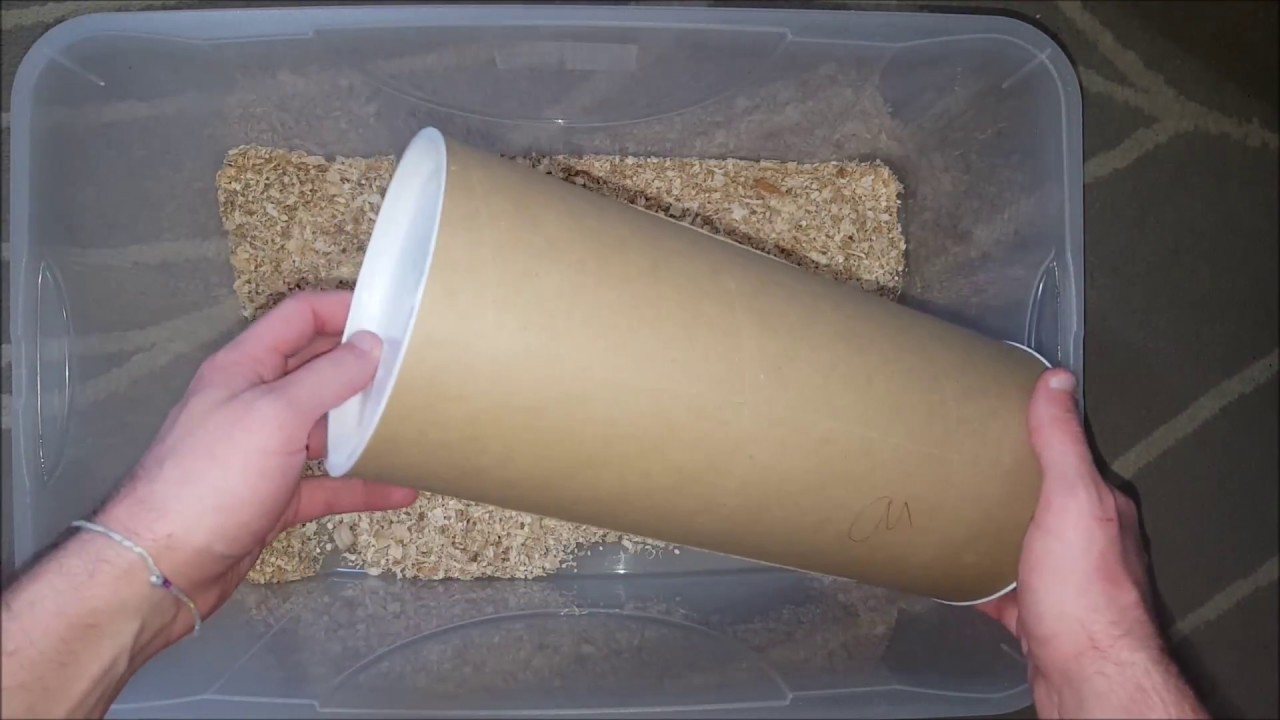 Unboxing 700 grilli (acheta domestica)