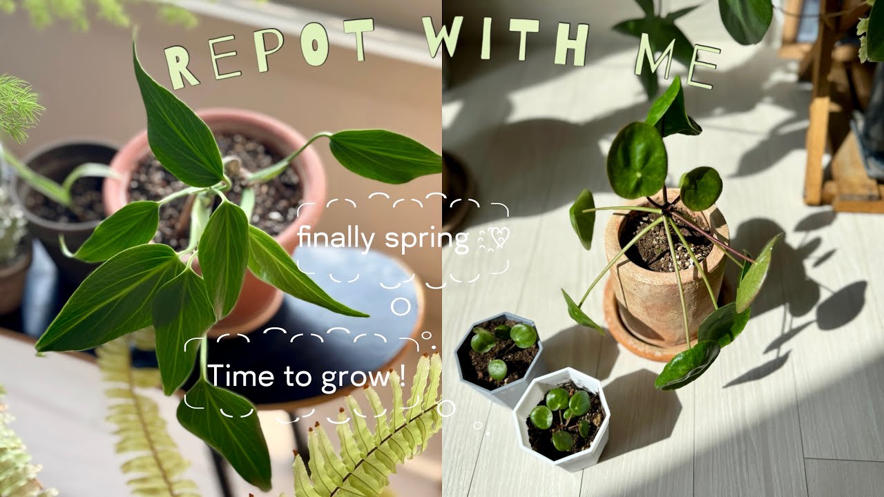 Repot with me🪴봄맞이 10가지 식물 분갈이 | 필레아페페 자구 분리
