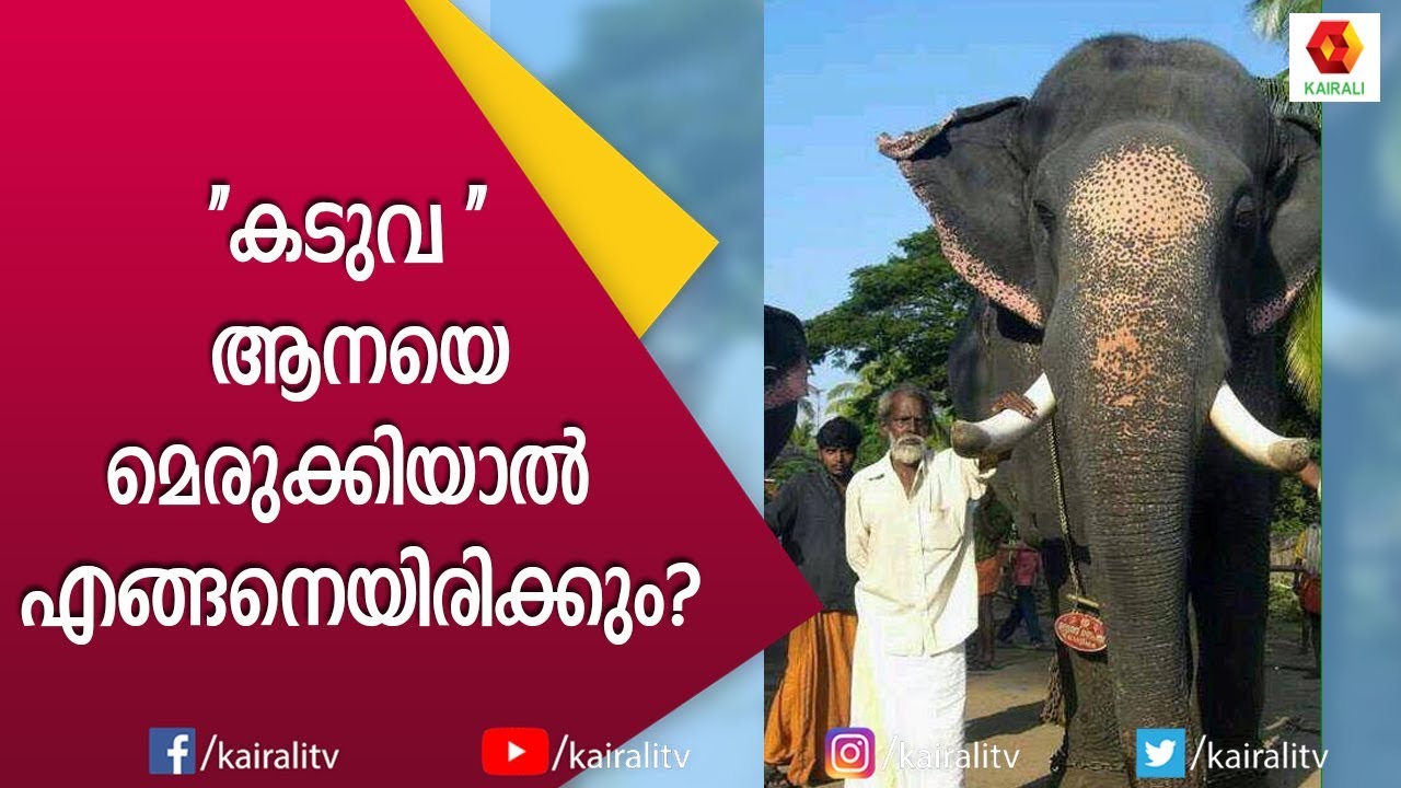 ആനപ്പാപ്പാൻമാരിൽ എന്നും സൂപ്പർ സ്റ്റാർ കടുവ വേലായുധൻ #1|Kaduva Velayudhan | E4 Elephant |Kairali T V