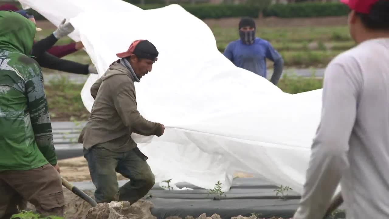 Palm Beach County farmers cover crops with freezing temps in forecast