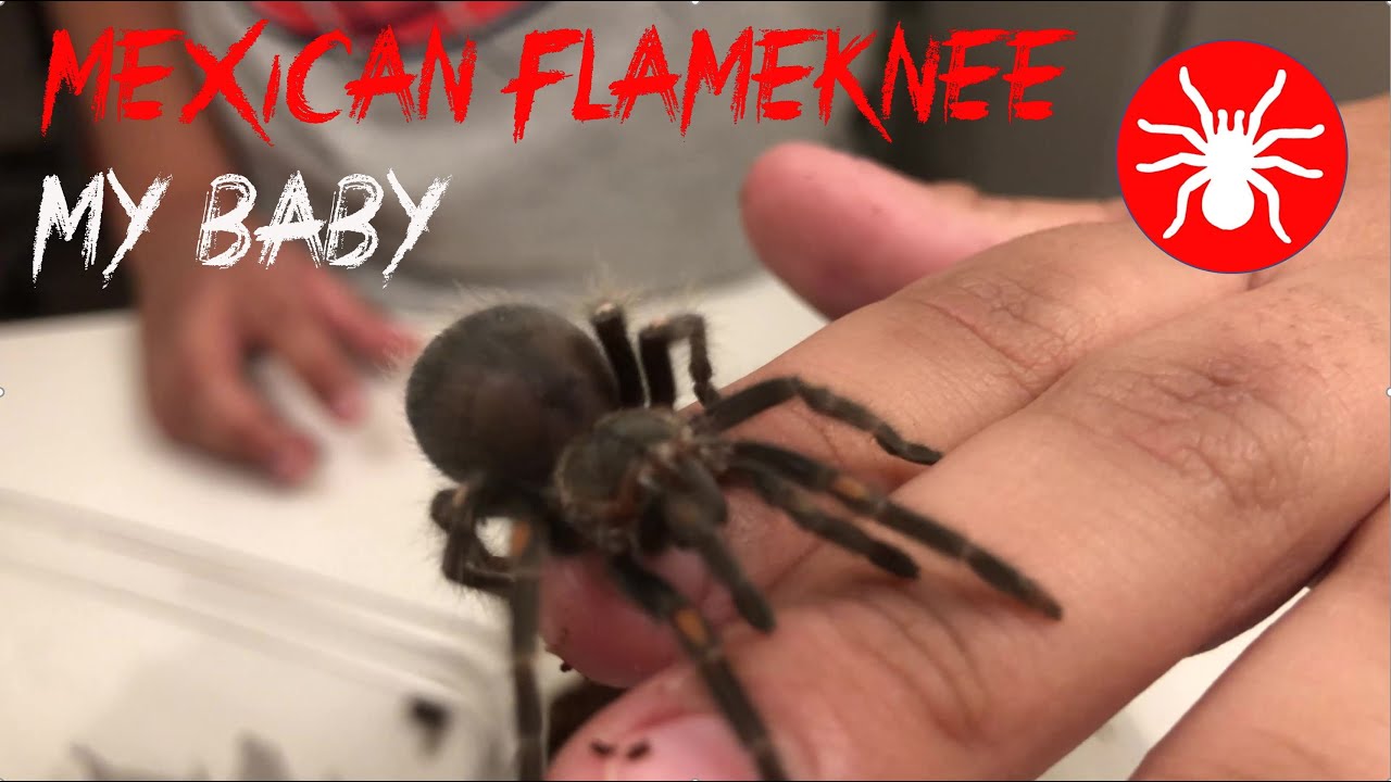 Venom | Tarantula Mexican Flameknee & Guatemalan Tiger Rump Rehousing | Tarantula | Sling | S[ider.4