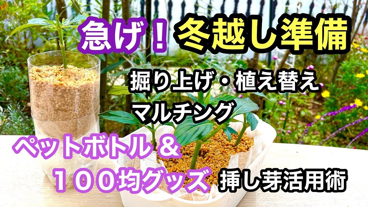 【ガーデニングを楽しもう！】私の冬越し方法をお伝えします。ペットボトルや〇〇を使った冬越し用の挿し芽のやり方もご紹介しています。Preparing for winter in the garden.