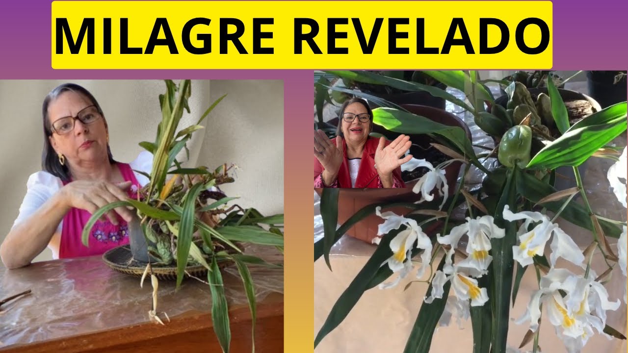PASSO A PASSO COMO REPLANTAR E RECUPERAR UMA COELOGYNE CRISTATA
