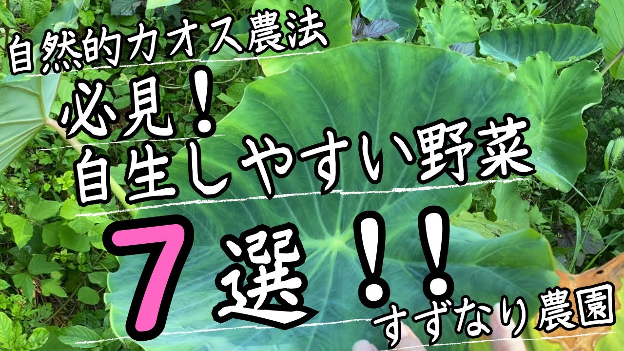 【必見】野菜が自生する畑を志す人必見です！２年半で自生するようになった野菜たちを紹介します。vol.214【自然的農法】
