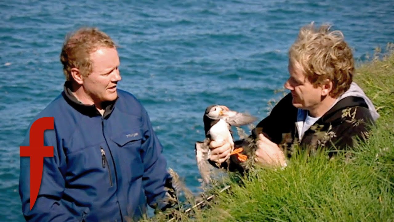 Puffin Hunting in Iceland: Gordon&rsquo;s Nose-Biting Encounter! | The F Word