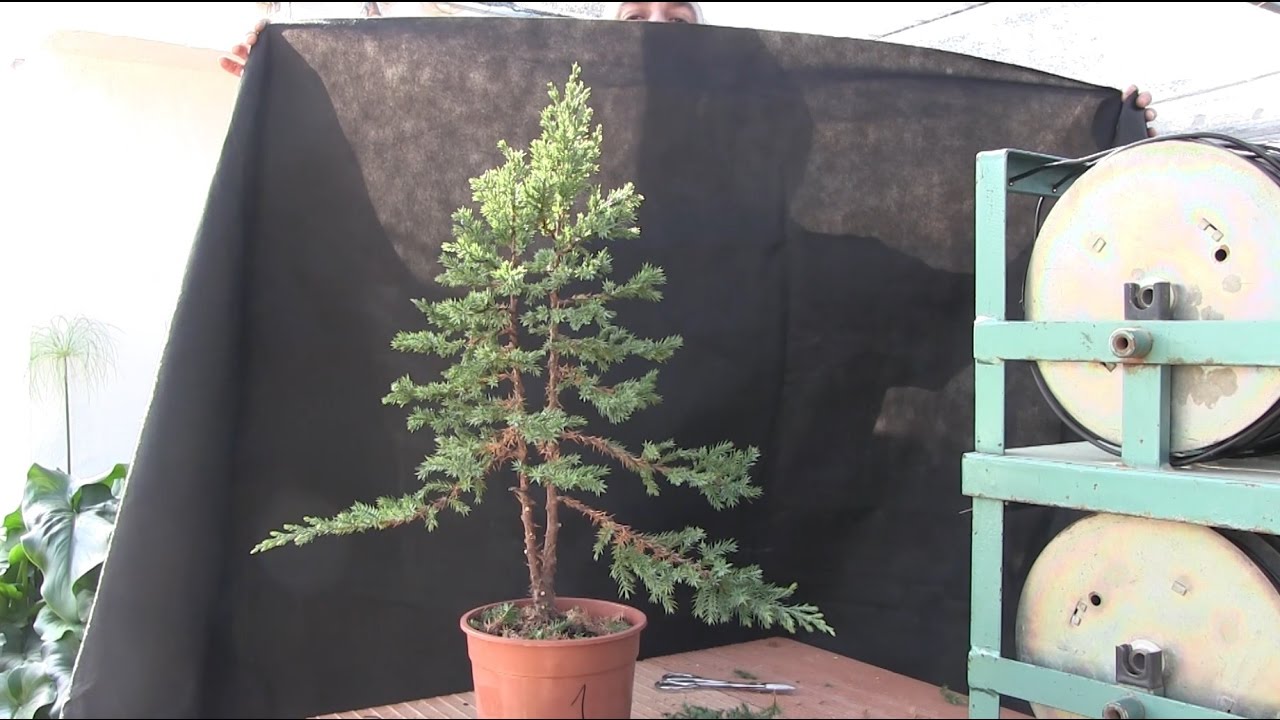 Cómo hacer un bosque bonsai - Árbol principal