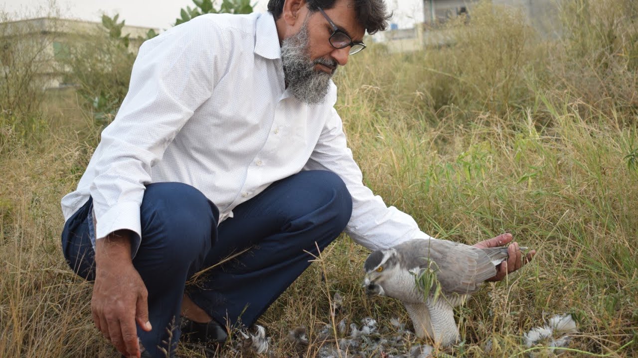 how one man maintain 2 goshawks and 1 sparrowhawk alone || #falconry #art #of #the #kings