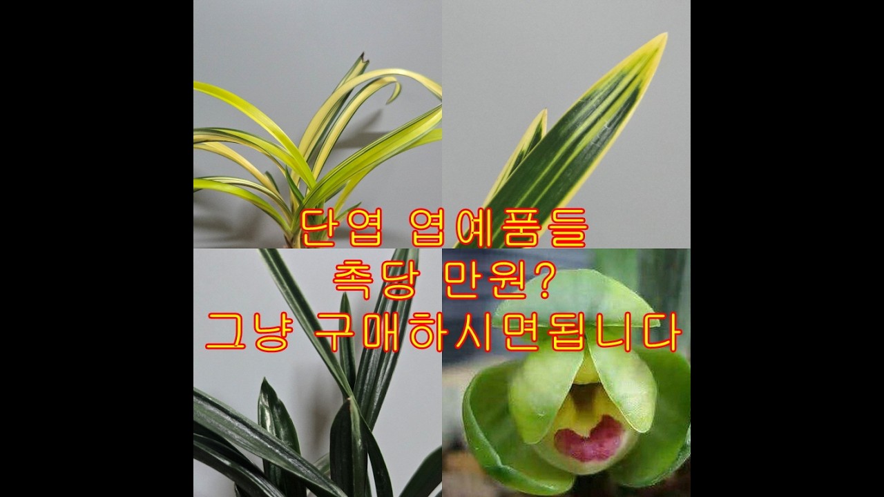 춘란 단엽 엽예품들 촉당 만원?? 초보애란인분들 필수시청!!