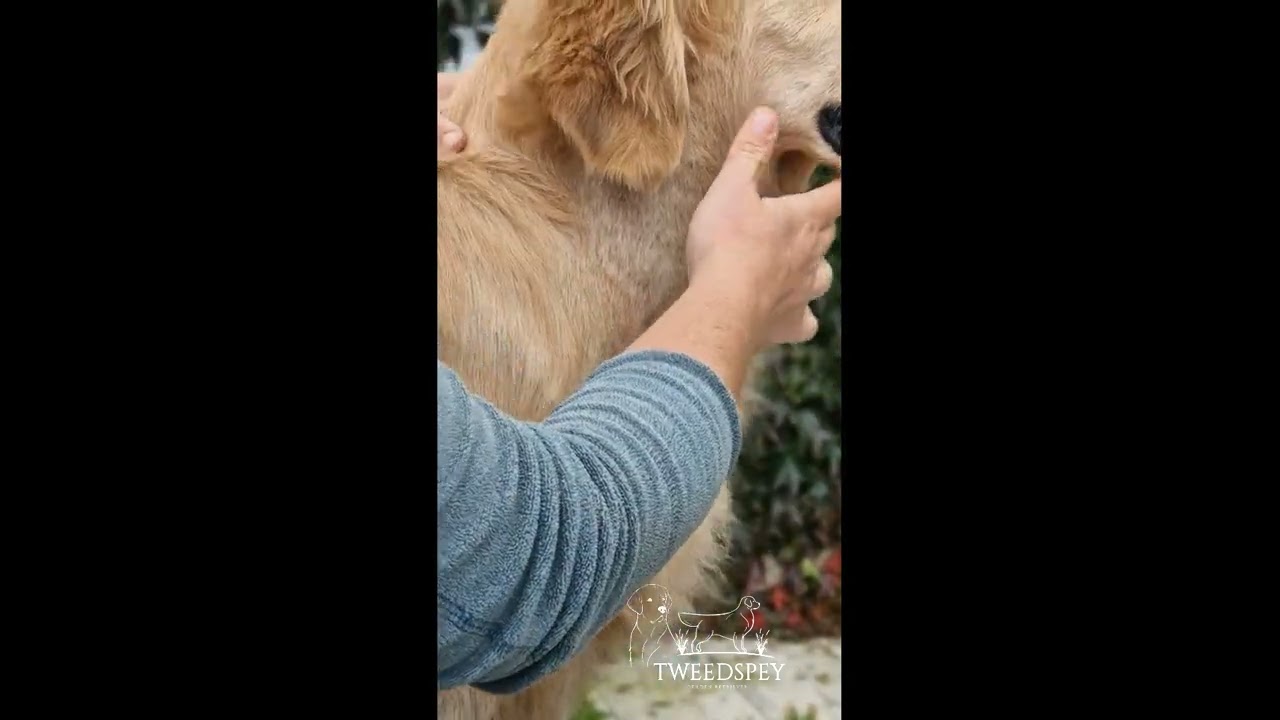 Le Toilettage Golden Retriever