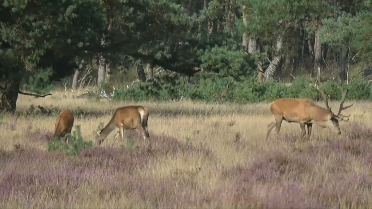 Live!! Hoge Veluwe Wildlife Spotting EdelHerten parings seizoen 12 sept 2024