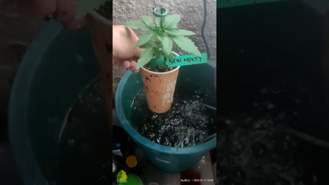 New Money - Compound Genetics Cherrytini S1 - Perfect Tree