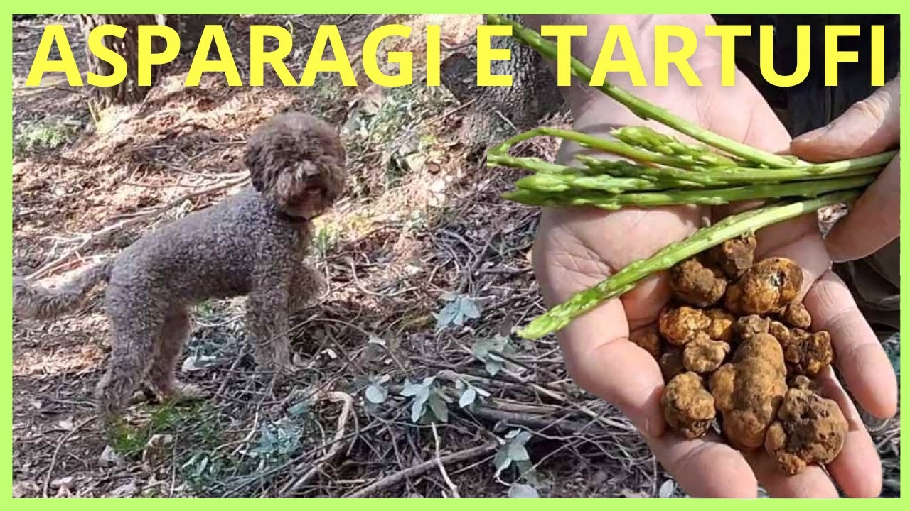 Asparagi Selvatici e Tartufo Bianchetto in Liguria è quasi primavera