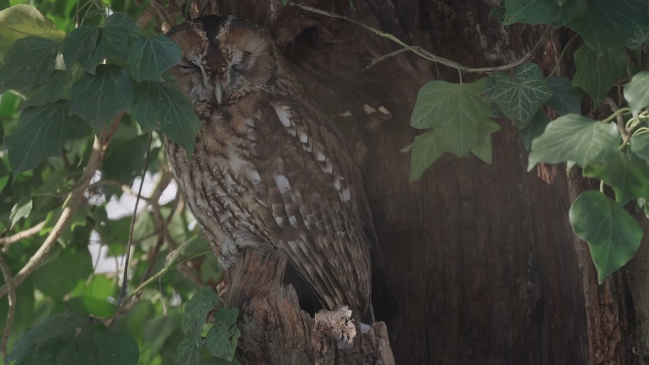 Der Waldkauz