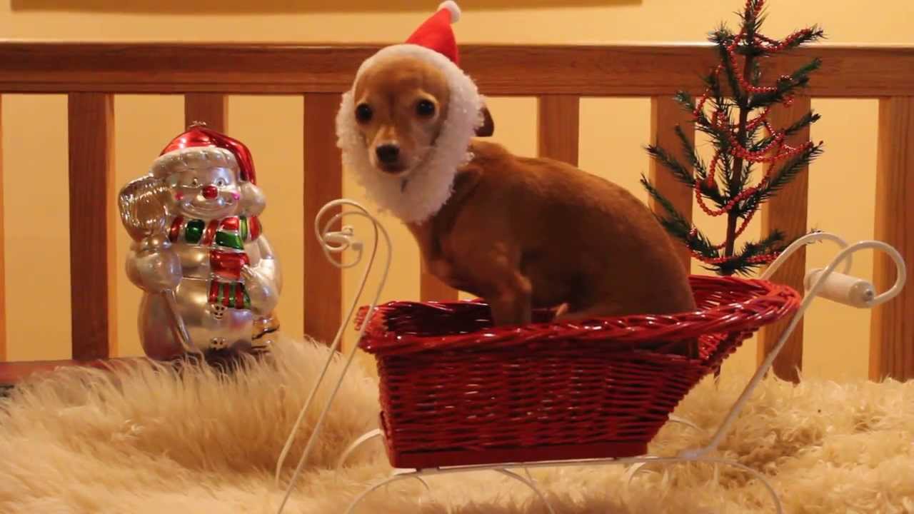 Santa Paws 