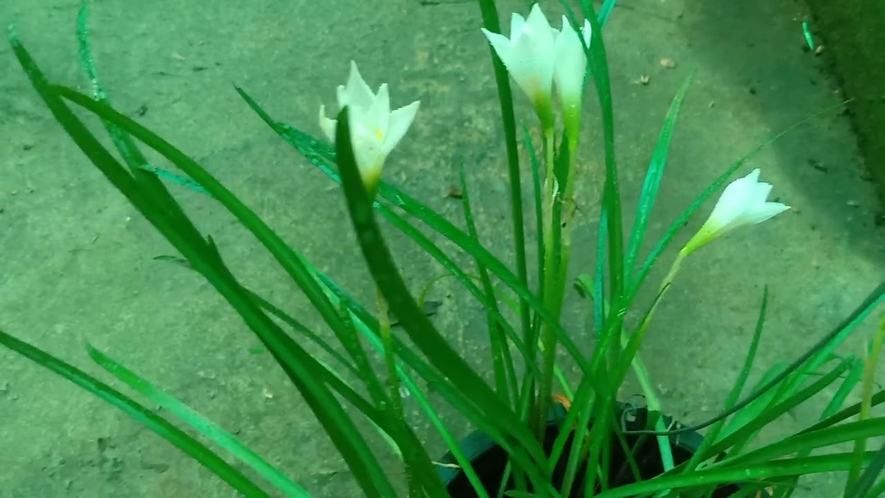 @timsothy6857 ♥️ប្រទាលឈ្មោះ អង្គរជុំ🌿Rain lily/Zephyranthes candida_Khmer ស្ត្រីមេផ្ទះខ្លះស្អប់វា